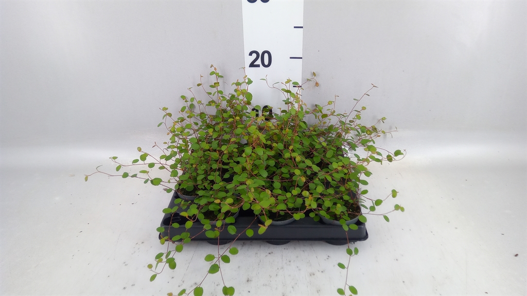 Muehlenbeckia Mao'ri 6Ø 15cm