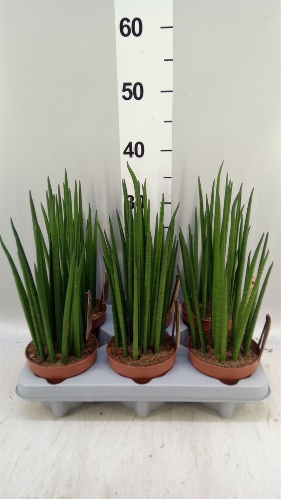 Sansev Bac 12Ø 40cm