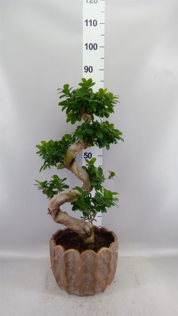 Ficus Microcarpa Ginseng 28Ø 80cm