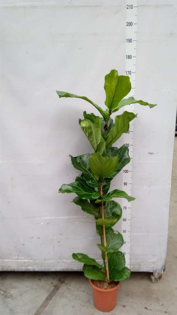 Fic Ov Lyrata 24Ø 170cm