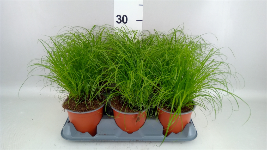 Cyperus Zumula 12Ø 28cm