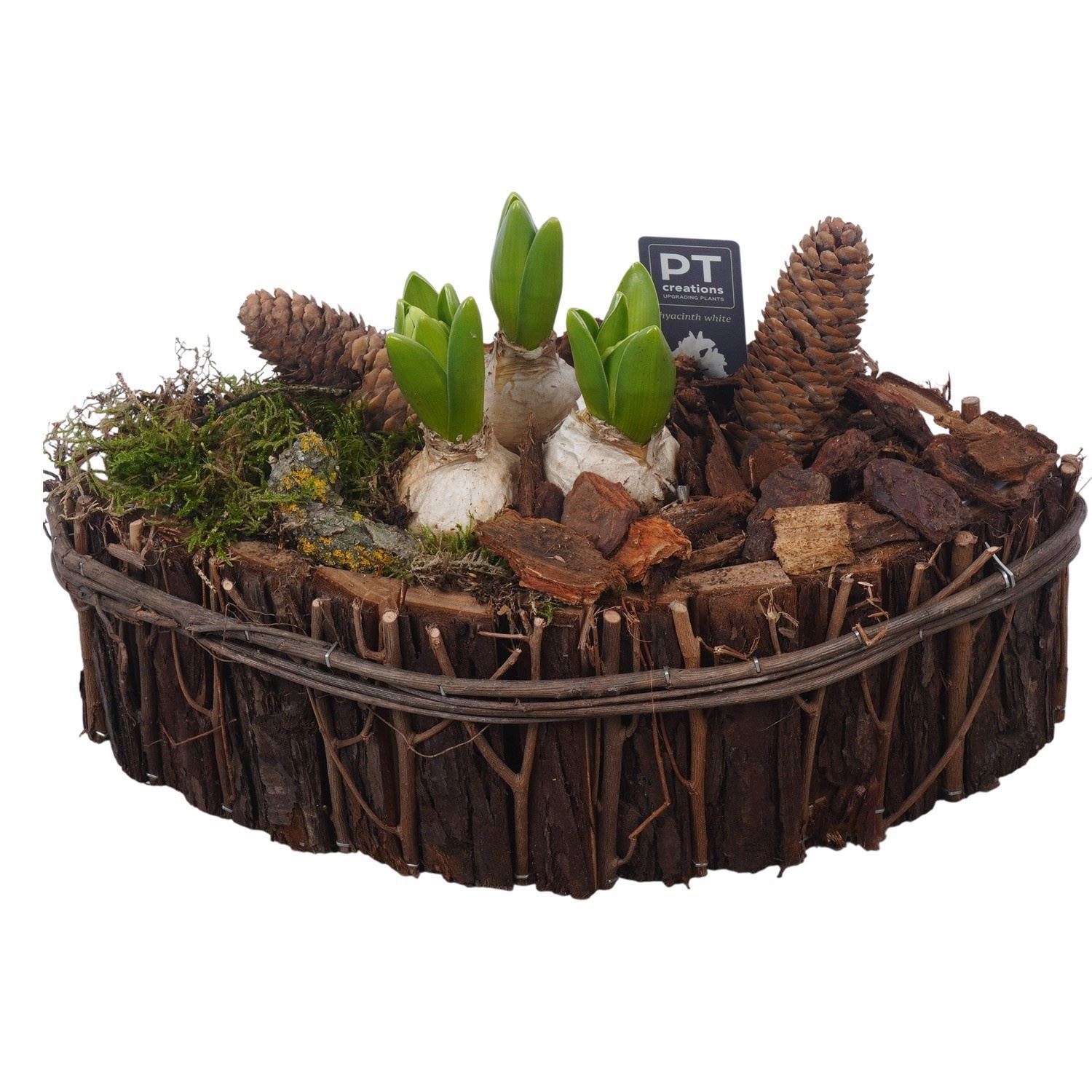 Arrangement Hyacinth 36Ø