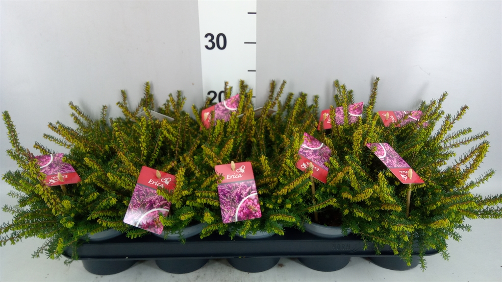 Erica Darleyensis Kramer's Rote 12Ø 20cm