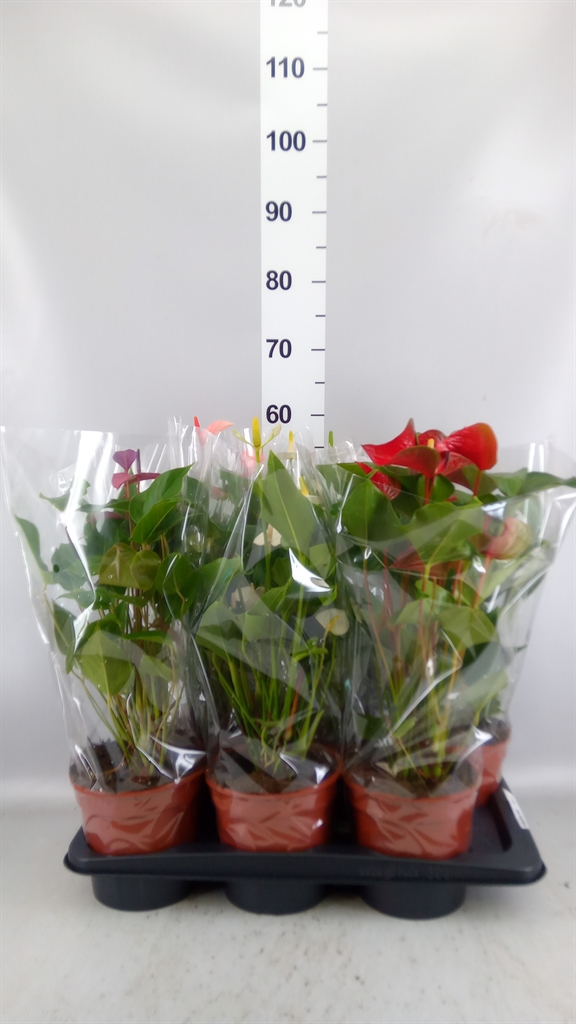 Anthurium Mix 5 Colours 17Ø 55cm