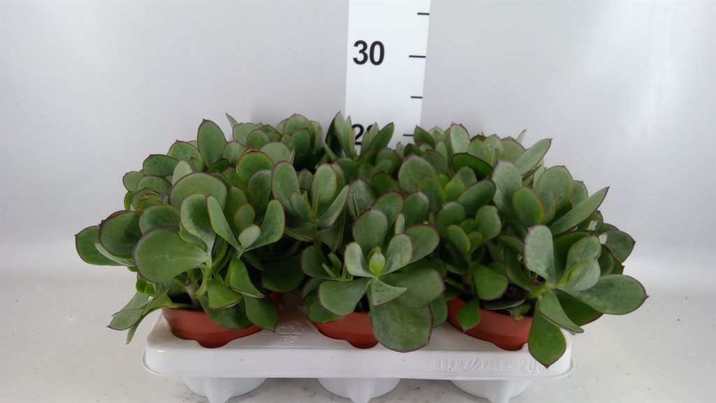 Cotyledon Pendens 12Ø 20cm