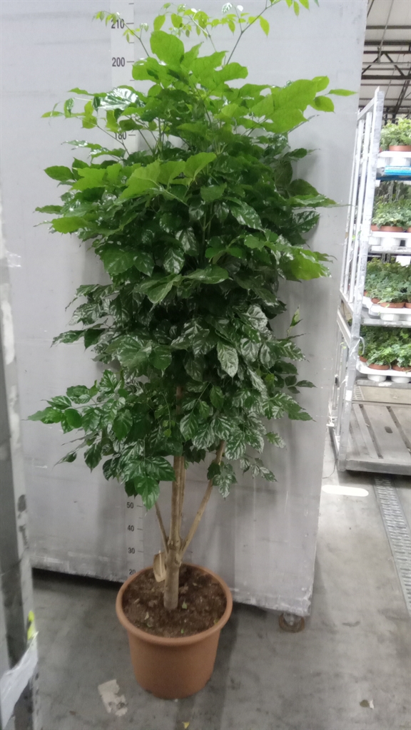 Radermachera Overig 40Ø 200cm