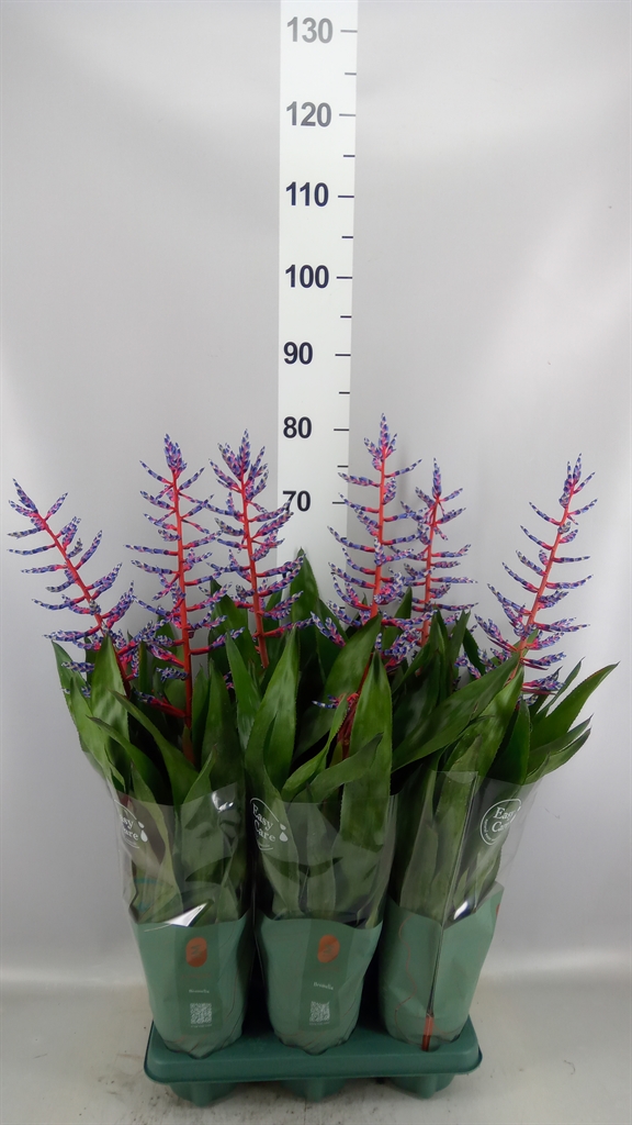Aech Blue Rain 12Ø 65cm