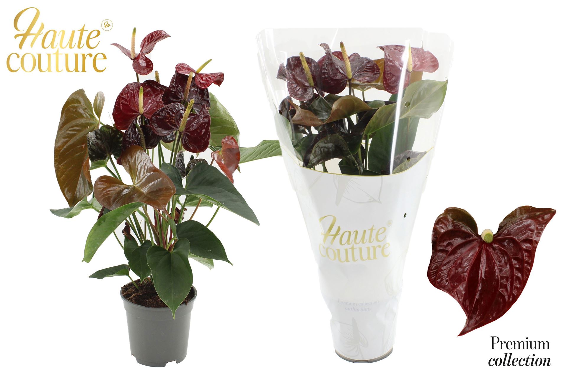 Anthurium Floriclone Tranquillo 17Ø 60cm