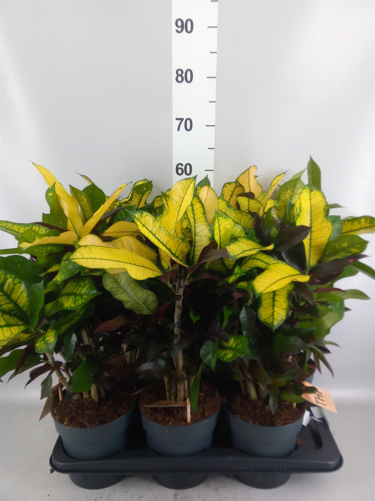 Codiaeum Big Leaf Petra 17Ø 55cm