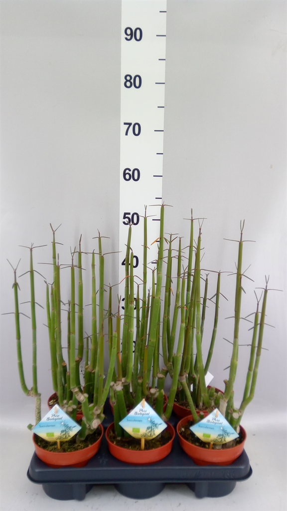 Ceropegia Woodii Sup 13Ø 35cm