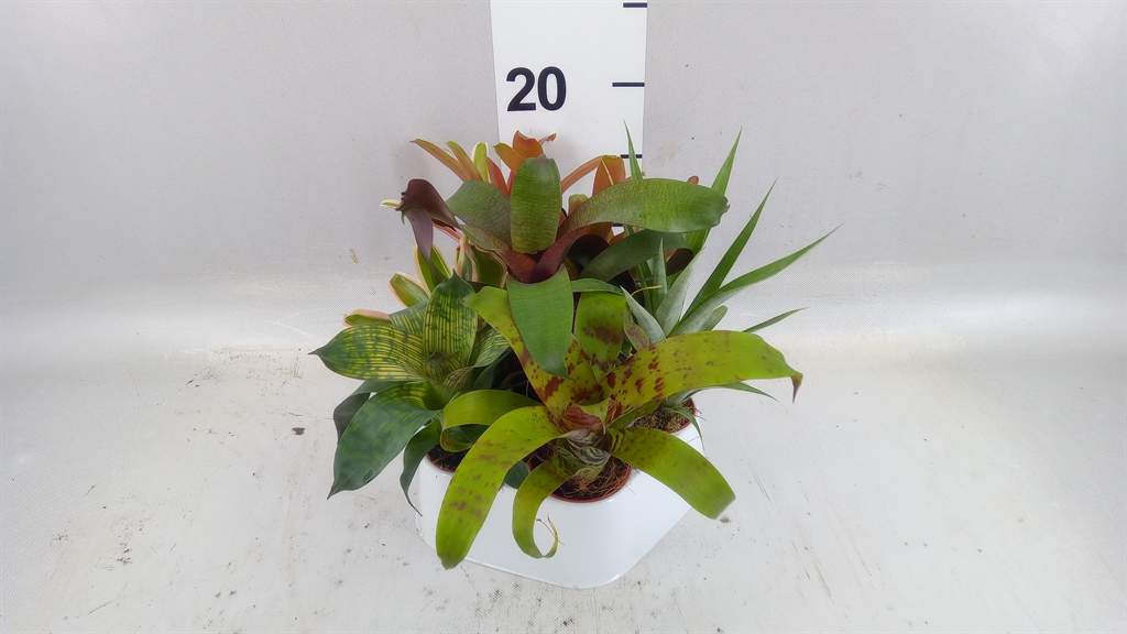 Bromelia Mix 5Ø 15cm