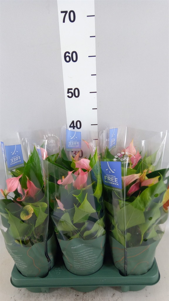 Anthu Swing 12Ø 43cm