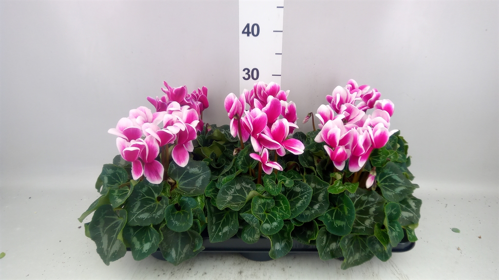 Cyclamen Halios Fantasia 13Ø 30cm