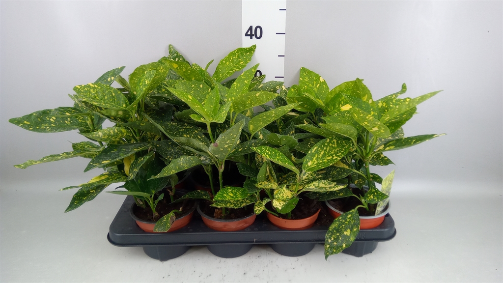 Aucuba Japonica Crotonifolia 13Ø 20cm