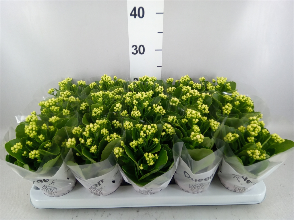 Kalanchoe Double Rose Flowers Sia 9Ø 17cm