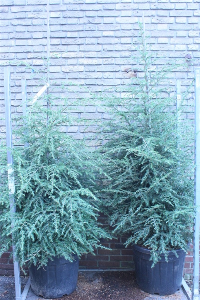 Ov Coniferen 50Ø 175cm