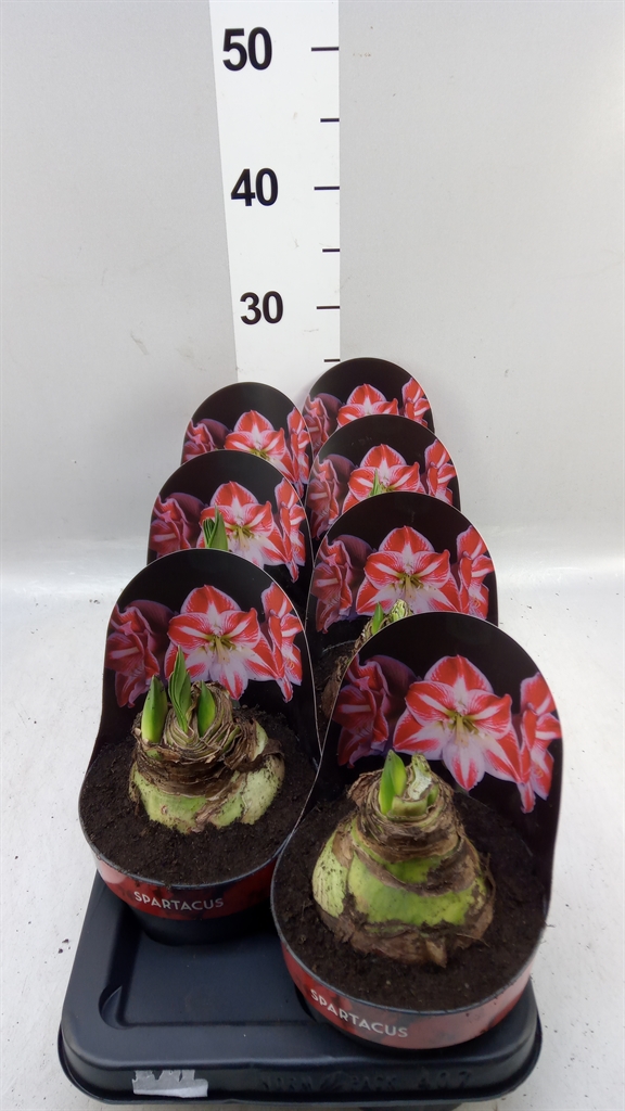 Hippeastrum Spartacus 14Ø 25cm