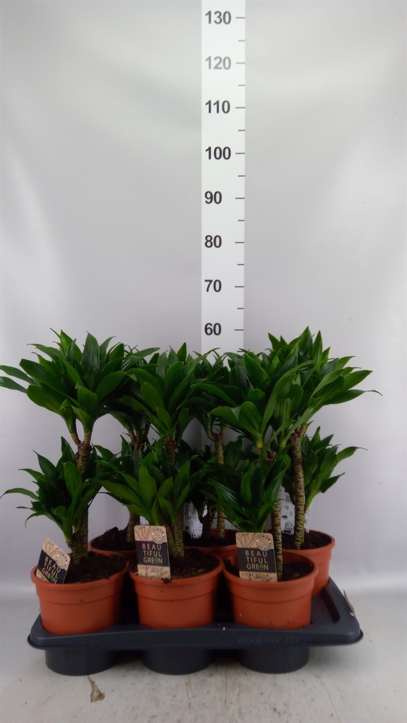 Drac Co Compacta 17Ø 55cm