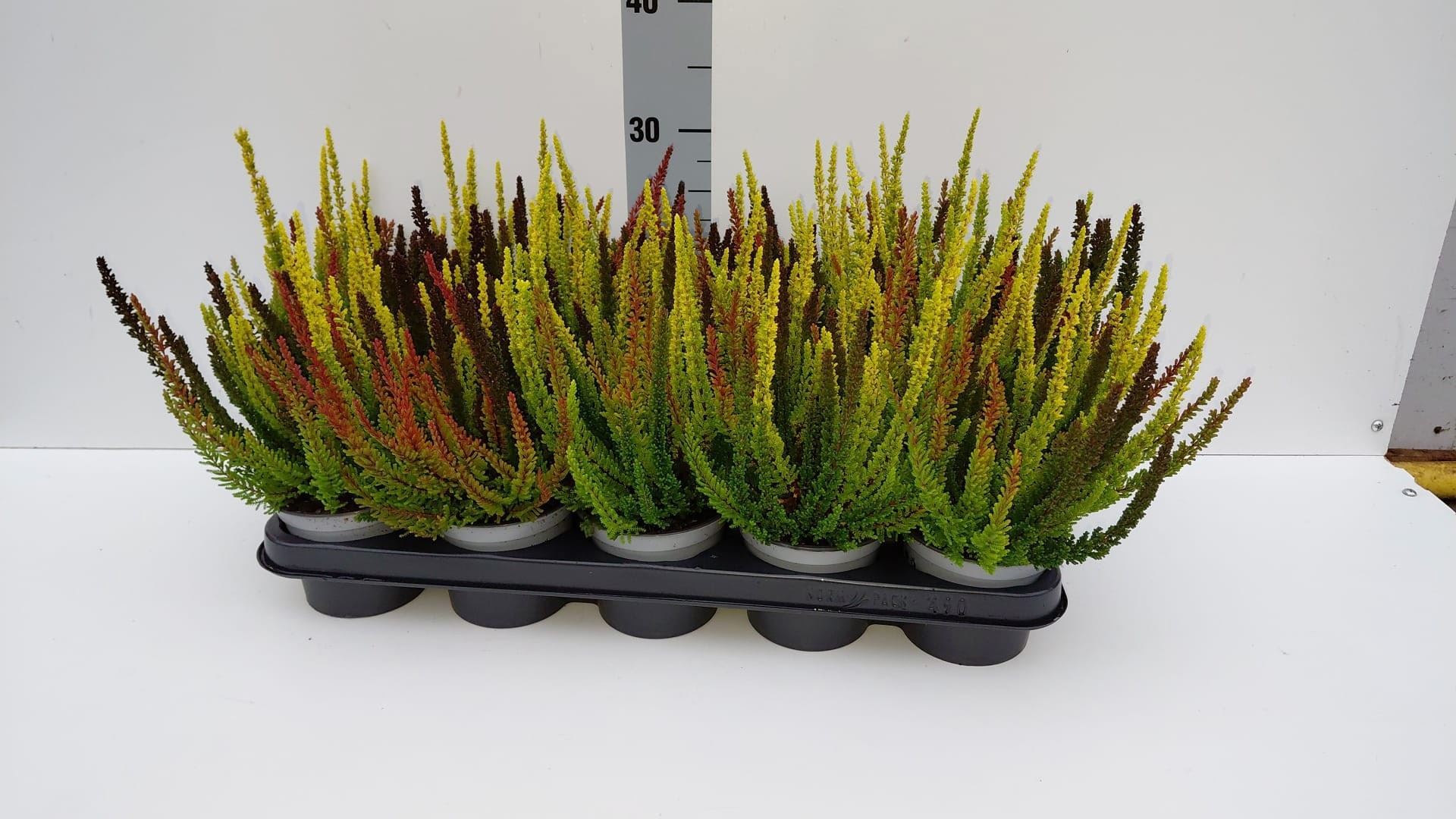 Calluna Skyline Trio Mix 12Ø 28cm