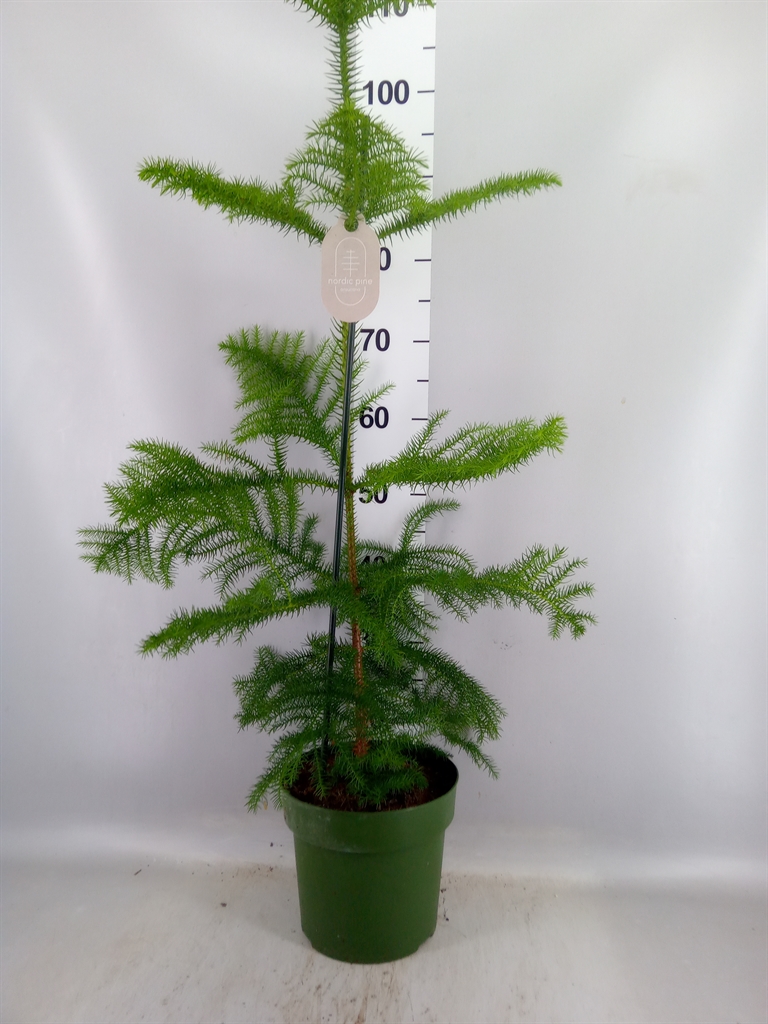 Araucaria Heterophylla 21Ø 80cm