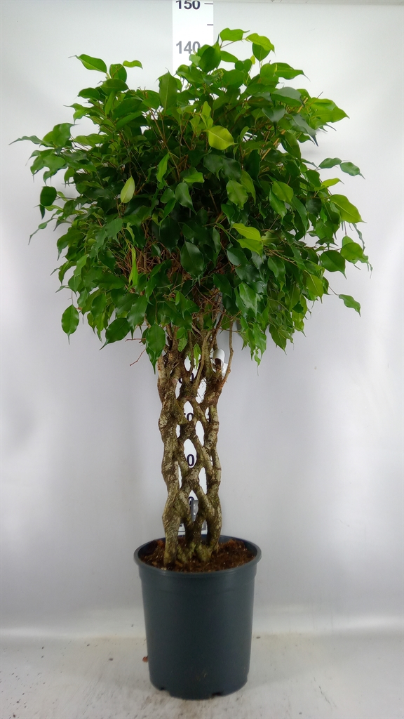 Ficus Benjamina Exotica 27Ø 110cm