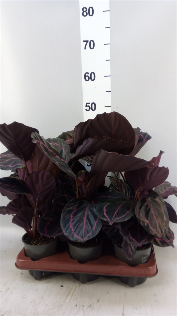 Calathea Dottie 12Ø 35cm