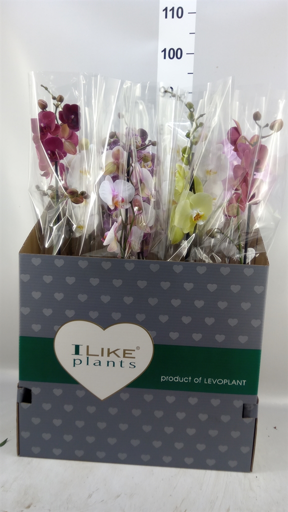 Phalaenopsis Mix 12Ø 75cm 1st