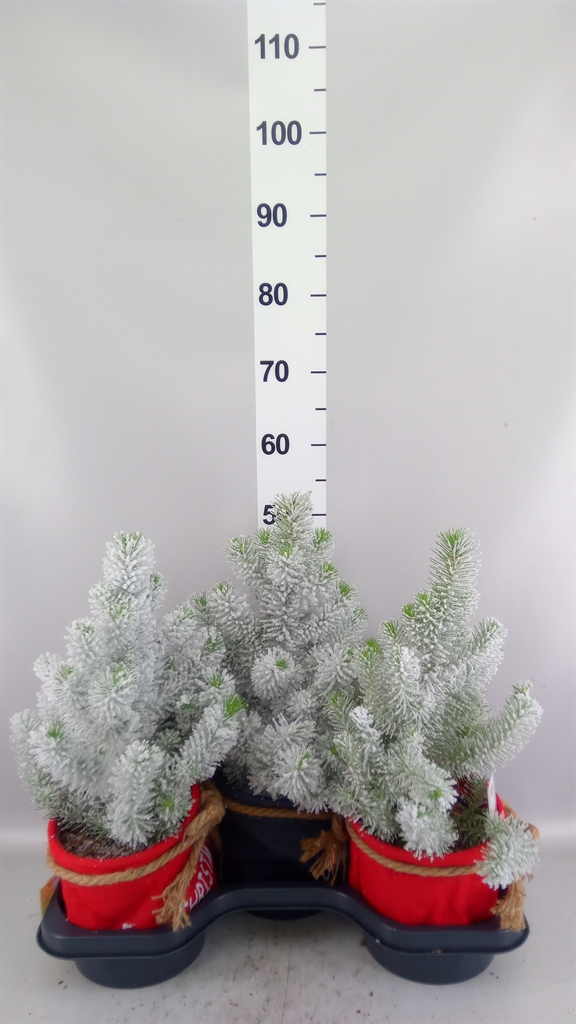 Pinus Pinea Silvercrest 19Ø 55cm