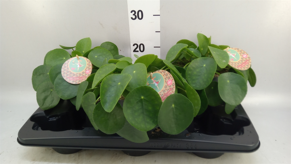 Pilea Peperomoides 15Ø 30cm