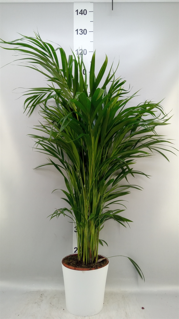 Dypsis Lutescens 23Ø 115cm