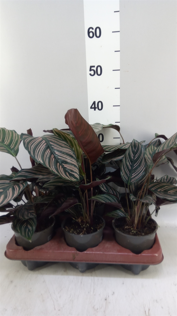 Calathea Sanderiana 12Ø 35cm