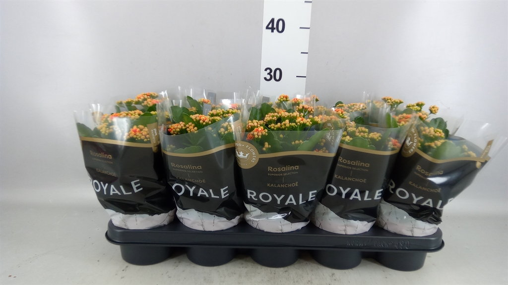 Kalanchoe Double Rosalina Feliz Bicolor 12Ø 27cm