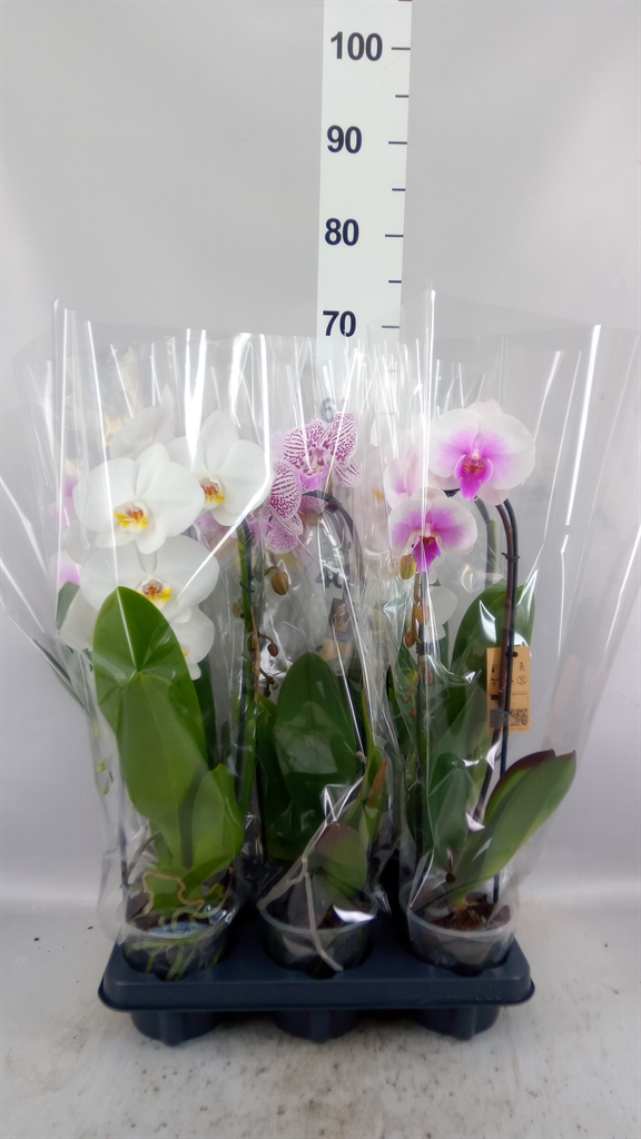 Phalaenopsis Cascade 12Ø 55cm 1st