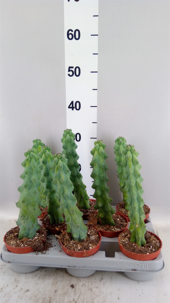 Cereus 510Ø