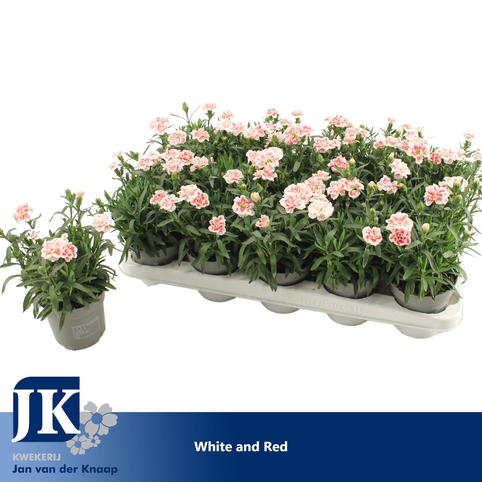 Carnation White And Red 10Ø 18cm