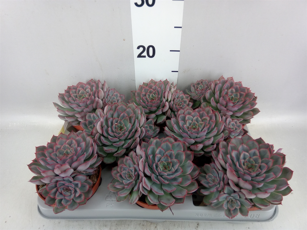 Echeveria Hercules 10Ø 14cm