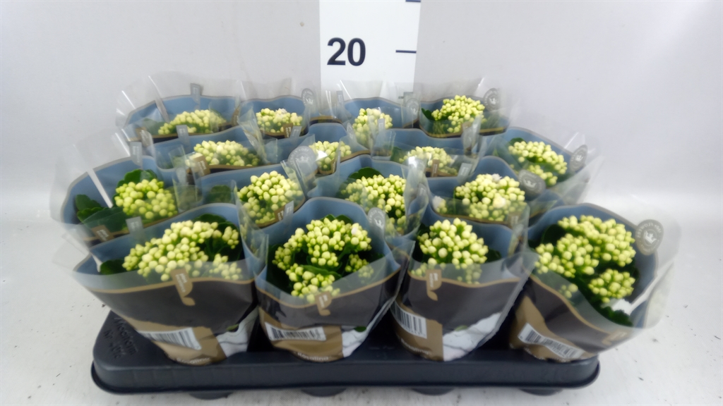 Kalanchoe Double Rosalina Don Dione 7Ø 15cm