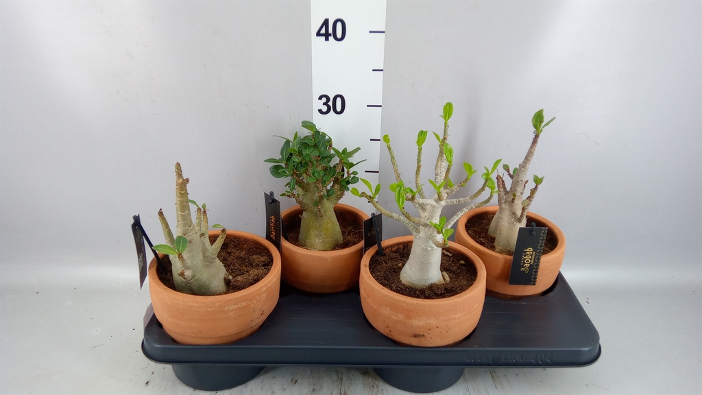 Adenium Ansu Baobab 17Ø 25cm