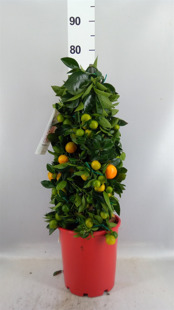 Citrus Microcarpa 21Ø 70cm