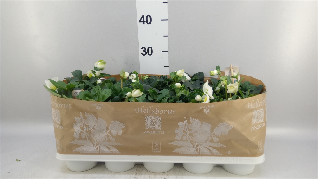 Helleborus Christmas Carol 12Ø 24cm
