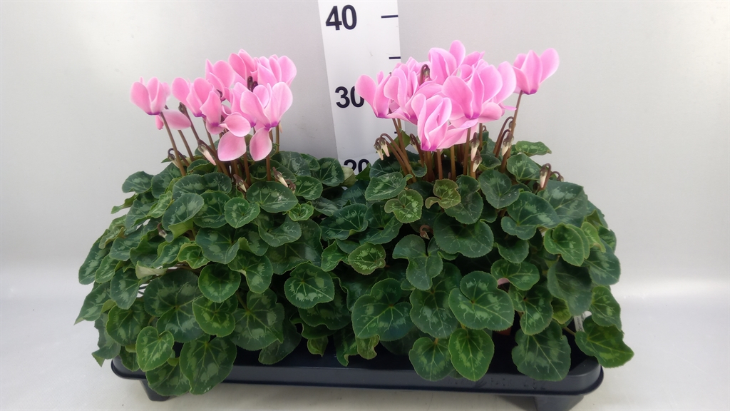 Cyclamen Super Serie Xl 15Ø 36cm