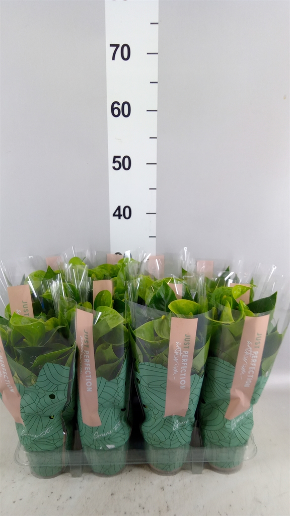 Anthurium Smaragd 9Ø 25cm