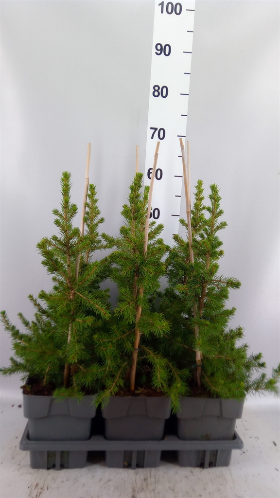 Pice Abies 17Ø 55cm