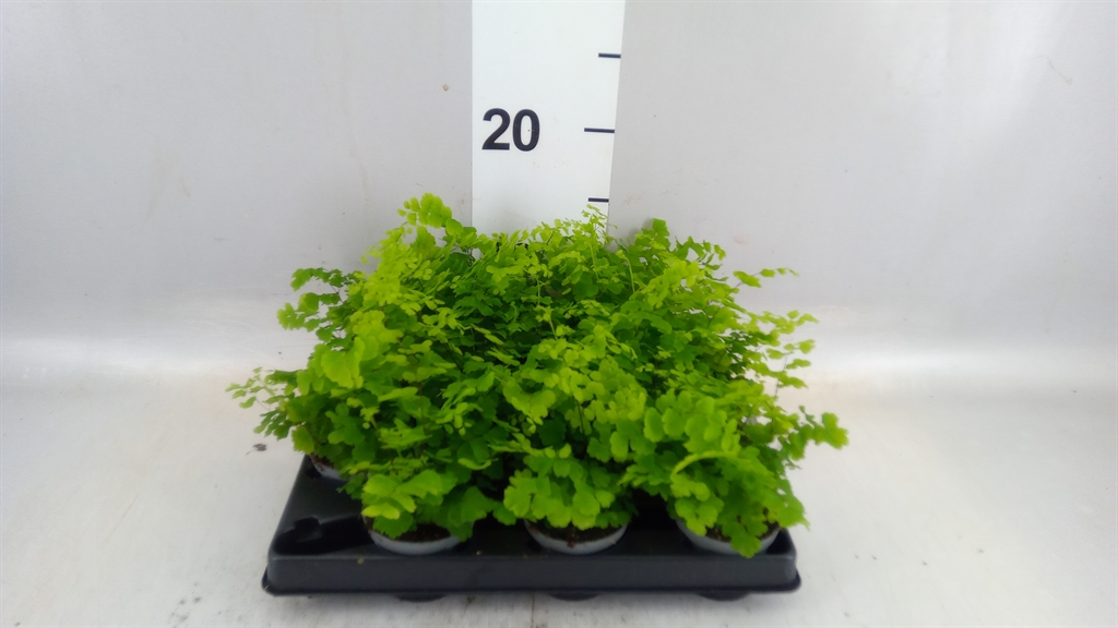 Adian Gemengd 6Ø 20cm