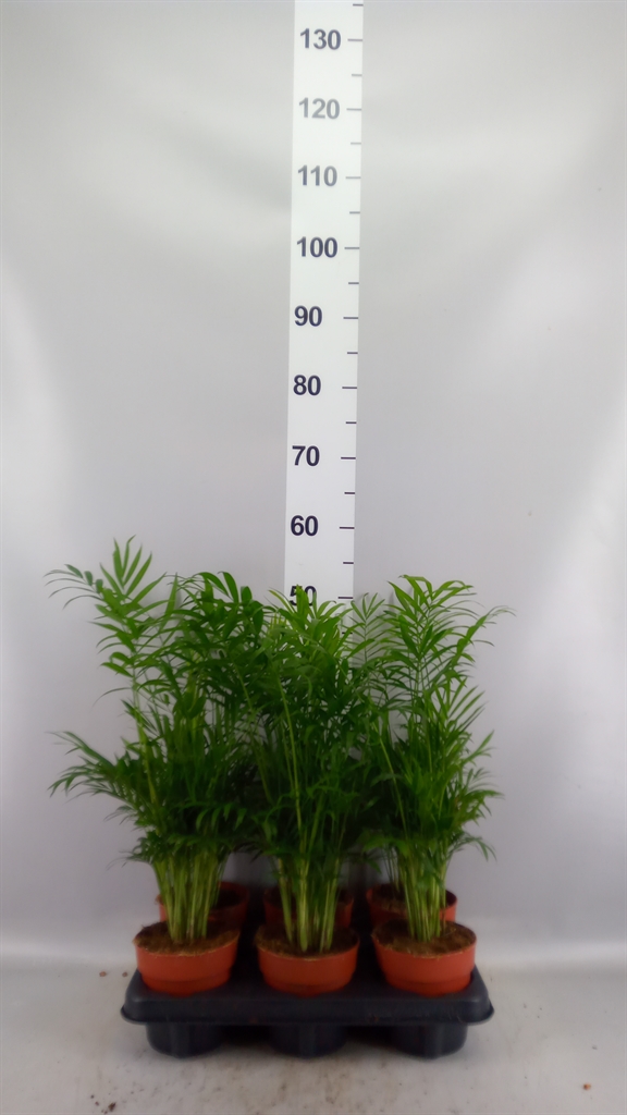 Chamaedorea Elegans 12Ø 42cm
