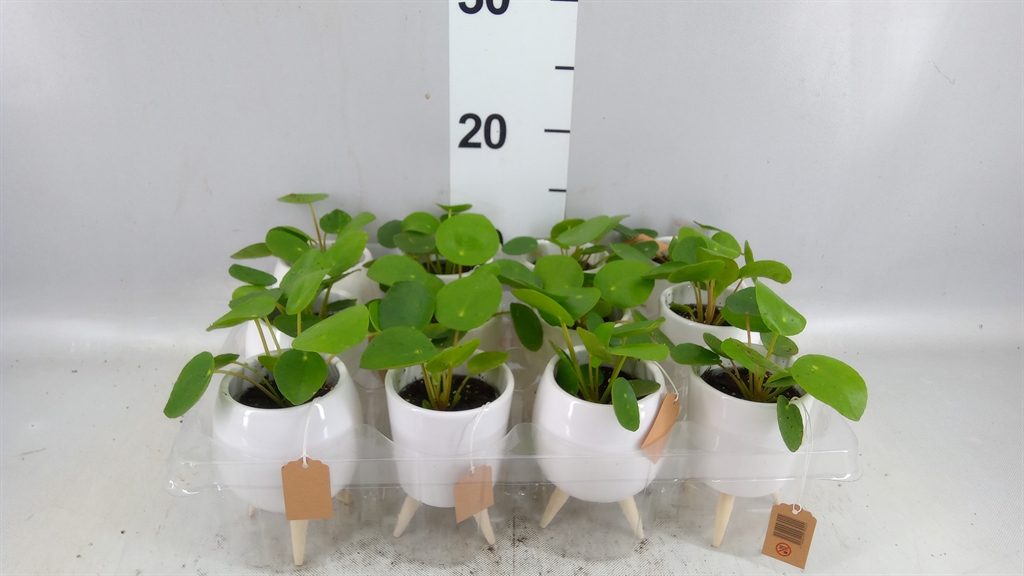 Pilea Peperomoides 6Ø 15cm