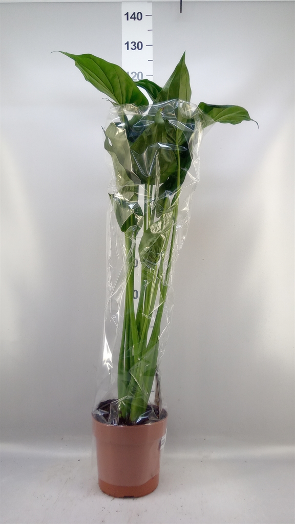 Alocasia Cucullata 21Ø 90cm