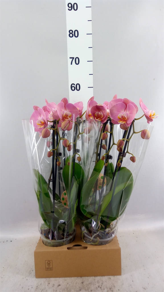 Phalaenopsis Cascade 12Ø 50cm 2st