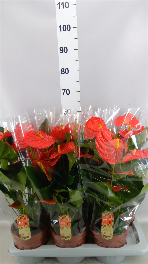Anthurium Florida 17Ø 55cm