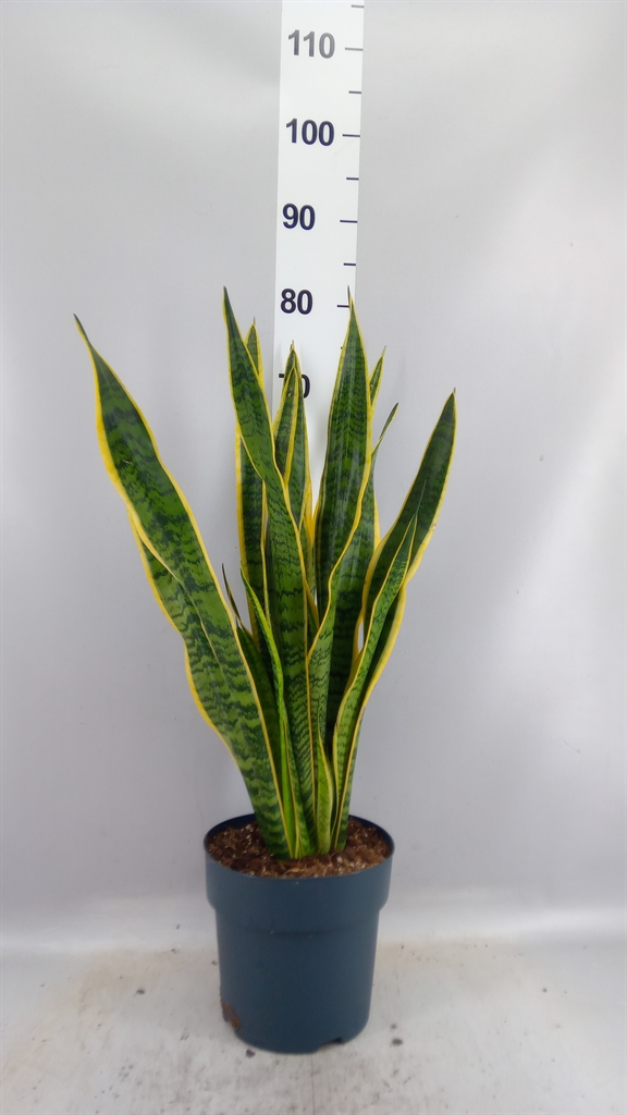 Sansev Laurentii 21Ø 75cm